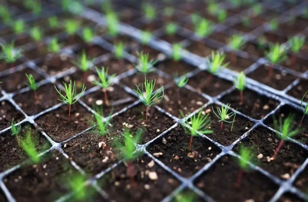 Леса на площади 1,3 тыс. га высадят в Ростовской области в 2026 году