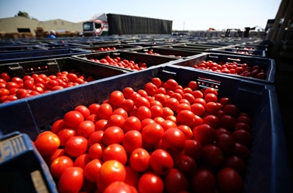 Плодоовощной союз просит Минсельхоз запретить ввоз в РФ томатов