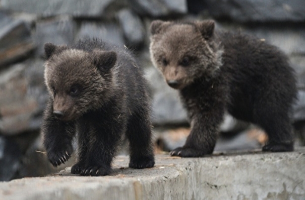 Медвежата, родившиеся зимой в уфимском зверинце, выбрались из берлог
