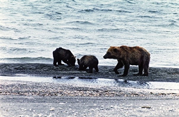 Туристов предупредили о выходе медведей к побережью Байкала