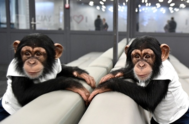 Новосибирский зоопарк принял меры для защиты шимпанзе от COVID-19