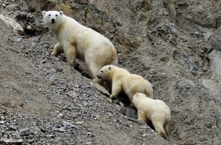 Ученые на Чукотке впервые посчитали белых медведей с помощью квадрокоптеров