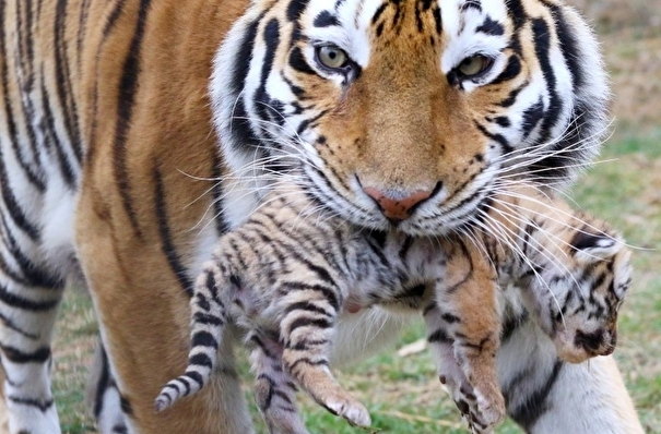 Тигрица с тигренком вышли к людям на востоке Приморья