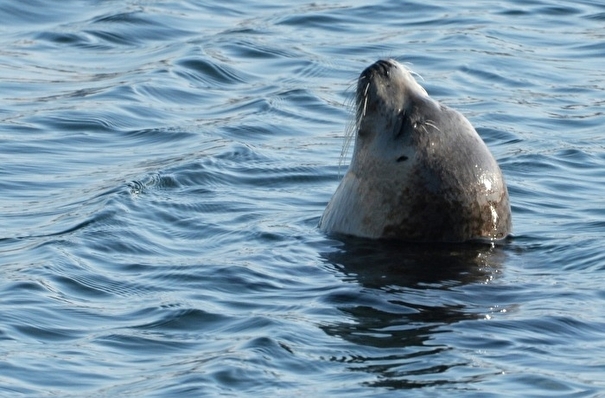 Трех тюленей выпустили в море в Приморье после курса реабилитации