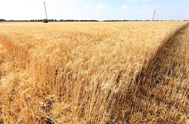 Глава Минсельхоза: РФ в 2020 г. соберет порядка 120 млн тонн зерна