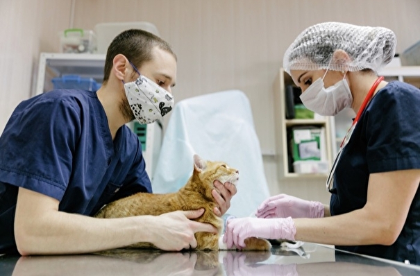 Вирусологи не верят в COVID-19 у московской кошки