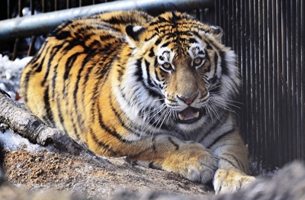 Спасенная в Приморье тигрица идет на поправку