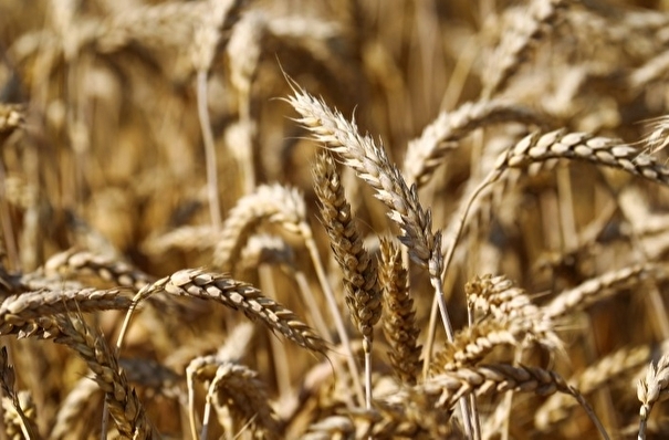 Ставрополье из-за засухи может потерять 40% урожая зерна