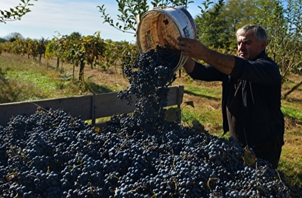 В РФ вступает в силу закон о виноградарстве и виноделии