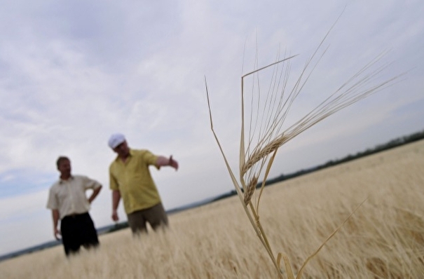 В пяти районах Саратовской области введен режим ЧС в связи с гибелью посевов