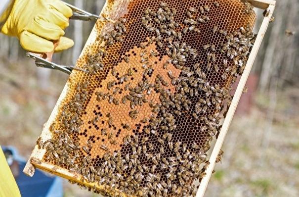 Массовая гибель пчел из-за обработки полей зафиксирована в Алтайском крае