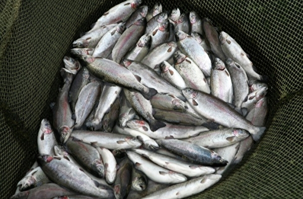 В озере в Тюменской области массово погибла рыба