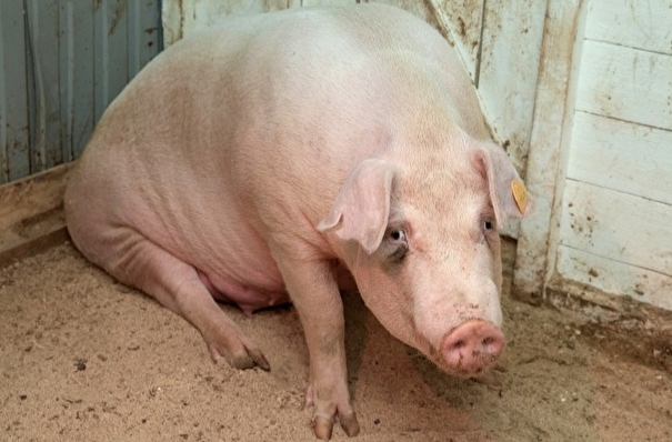 Очаг вируса африканской чумы свиней впервые выявлен в Чугуевском районе Приморья