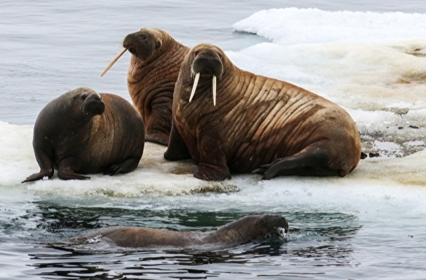 Сотни моржей могут вернуться на побережье Карского моря в ЯНАО после уборки