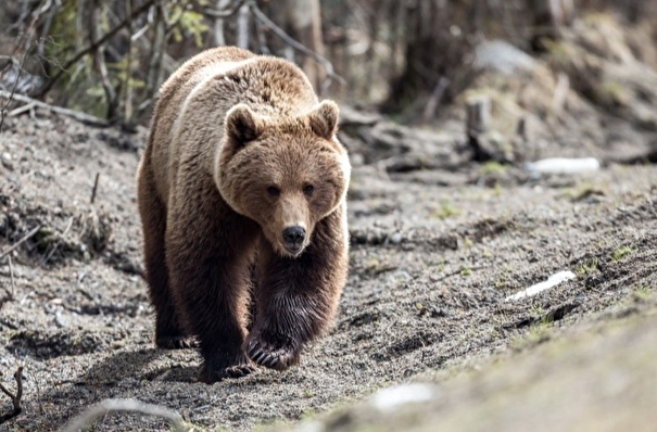 Медведь разгуливает по улицам чукотского Анадыря