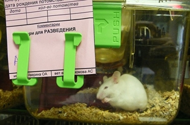 Первые трансгенные мышата для испытания вакцин от коронавируса родились в Новосибирске