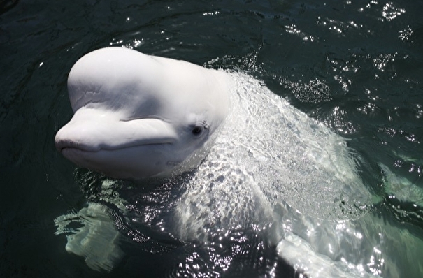 Экологи просят приморцев не подкармливать белух, выпущенных из "китовой тюрьмы"