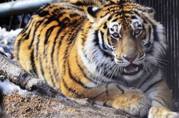 Житель Хабаровского края ответит за убийство амурского тигра
