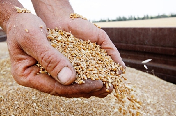 Адыгея в 2020г увеличила сбор озимых зерновых на 15,4%