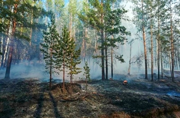 Площадь лесных пожаров в РФ за неделю сократилась на треть
