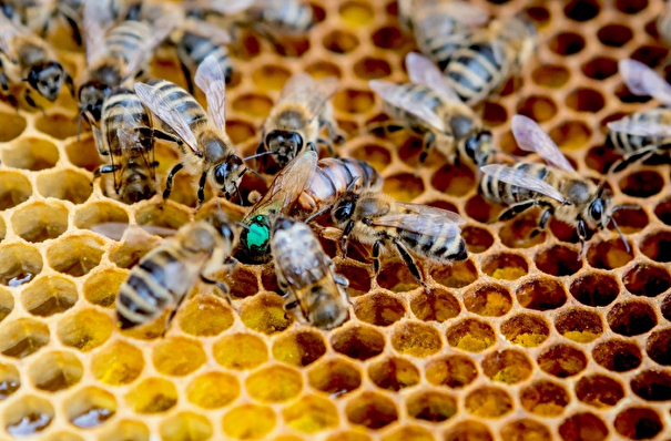 Массовая гибель пчел зафиксирована в Татарстане