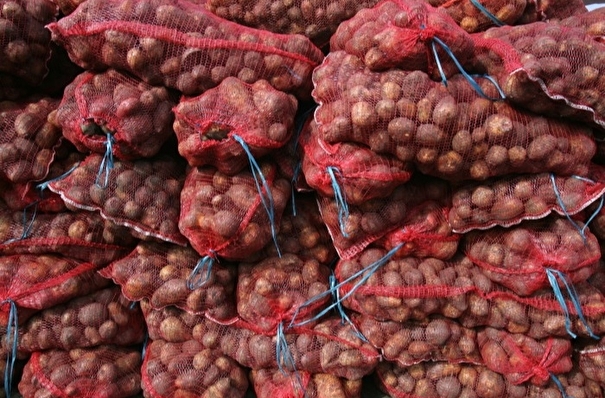 Урожай картофеля может в 1,5 раза сократиться из-за засухи в Челябинской области