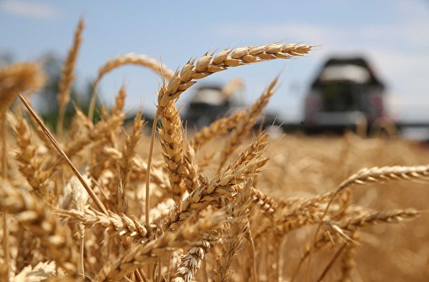 Ростовская область стала лучшей среди регионов РФ по сбору урожая ранних зерновых