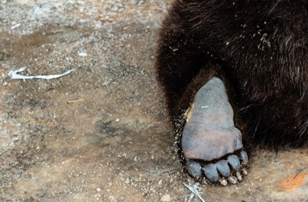 Природоохранная прокуратура ищет очевидцев убийства медведя на Байкале в Бурятии