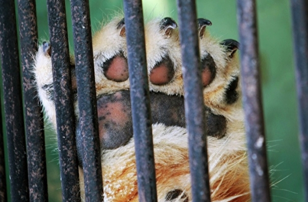 Башкирия может запретить въезд передвижных зоопарков на территорию региона