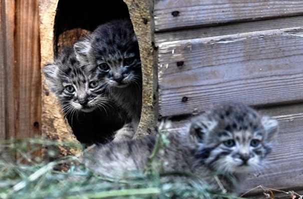 Зоопарки открываются для посетителей в Ивановской области