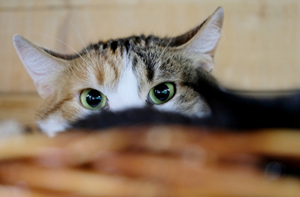 COVID-19 обнаружили у домашней кошки в Тюмени