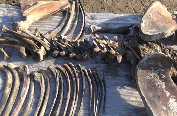 Фрагменты мамонта найдены на Новопортовском месторождении на Ямале