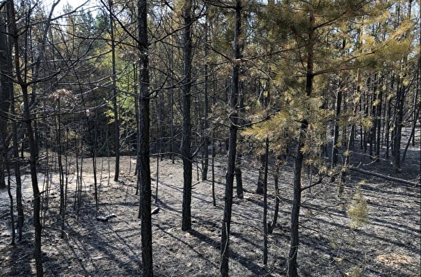 Прокуратура заинтересовалась крупным пожаром на землях гослесфонда в Воронежской области