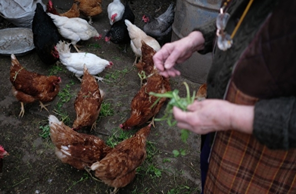 Карантин по гриппу птиц введен в тюменском селе