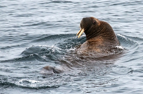 Ученые расставили фотоловушки на побережье полуострова Ямал для наблюдения за моржами