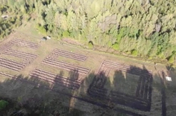 Четыре тысячи сосен высадили для геоглифа рядом с аэропортом "Калуга"