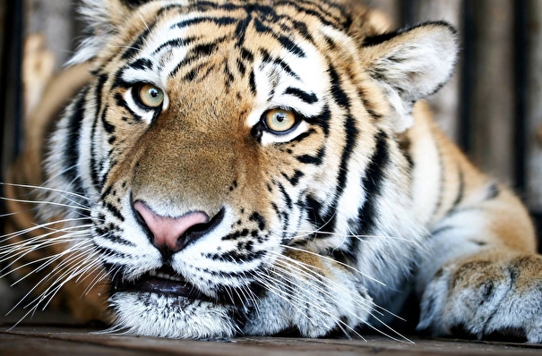 Тигры Кактус и Кассандра из Самарского зоопарка получат мясной торт в честь Дня тигра