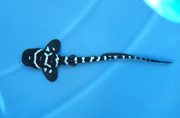 Приморские ученые впервые в РФ получили в искусственных условиях потомство акулы-зебры
