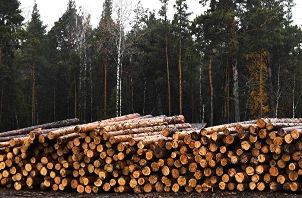 Путин запретил с 2022 года вывоз из РФ грубо обработанных лесоматериалов