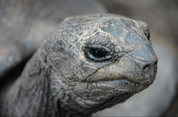 Самарский зоопарк открывает для посетителей самую обширную в России коллекцию черепах