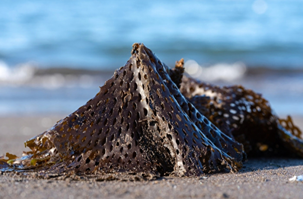 Ученые ДВФУ обнаружили у побережья Камчатки скопление токсичных водорослей