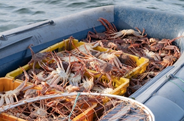 Рыбодобывающие предприятия Камчатки усилили контроль продукции