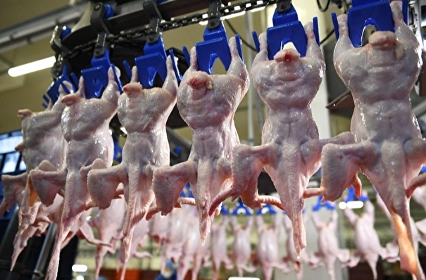 Экспорт мяса птицы из РФ в этом году впервые превысит его импорт 
