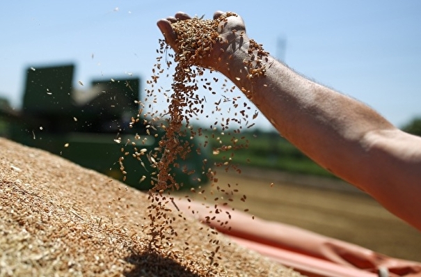 Воронежская область собрала рекордные 6 млн тонн зерна