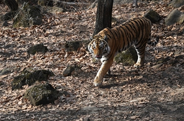Мини-заповедники для амурского тигра появились в охотхозяйствах Приморья