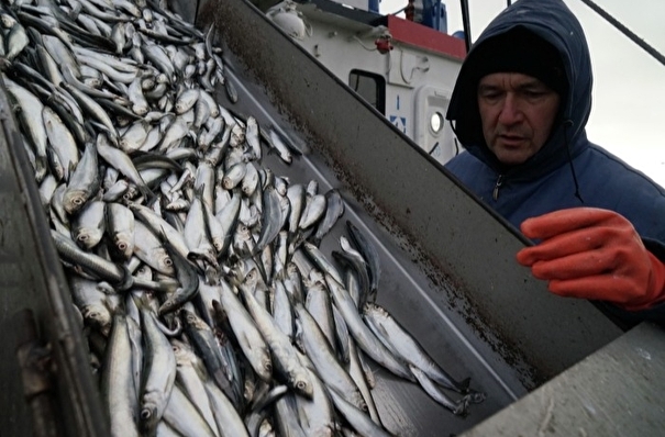 Калининградские рыбаки возрождают в Каспийском море промышленный вылов кильки