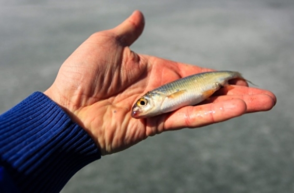 Загрязнение в заливе Находка может вызвать гибель моллюсков и заражение рыбы