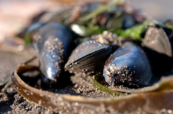 Выброс моллюсков на побережье Колымы ученые объясняют природными факторами