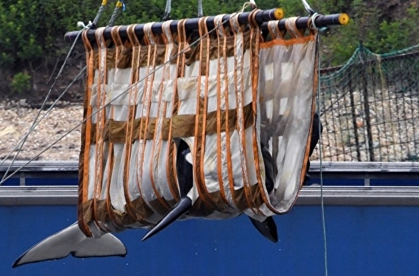 В Госдуме предлагают запретить вылов косаток и белух для дельфинариев