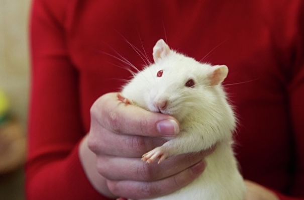 Новгородцев вновь продиагностируют на рак с помощью лабораторных крыс